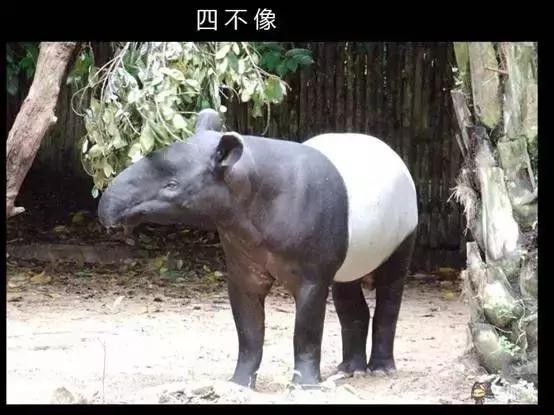 四不像正版资料2025和3起高考网络谣言案与3起高考网络谣言案件